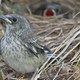 A young gray-headed junco has just left home, with its sibling still in the nest in the background. Notice the under-developed nature of wings when they leave the nest.